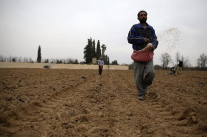 war ravaged syria may face worst wheat harvest in 40 years