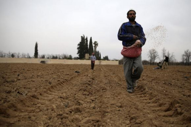 farmers plant wheat in eastern al ghouta near damascus december 26 2013 photo reuters