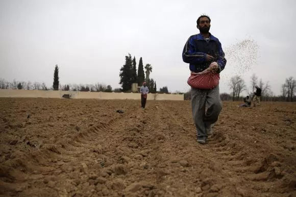 farmers plant wheat in eastern al ghouta near damascus december 26 2013 photo reuters farmers plant wheat in eastern al ghouta near damascus december 26 2013 photo reuters