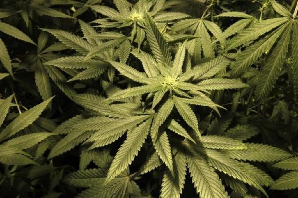 marijuana plants are seen in an indoor cultivation in montevideo december 6 2013 photo reuters