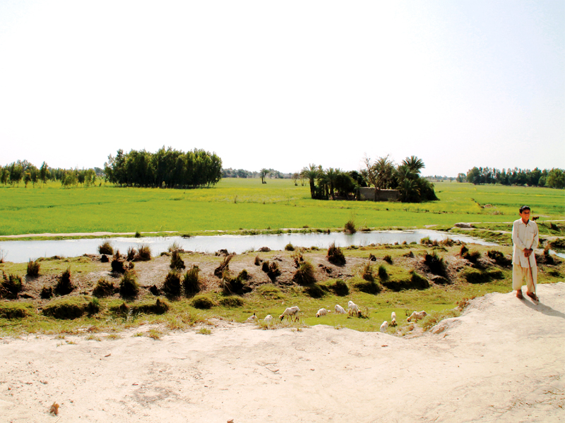 the residents of kot addu reap an organic harvest that is akin to export quality produce photo nuzhat saadia siddiqi