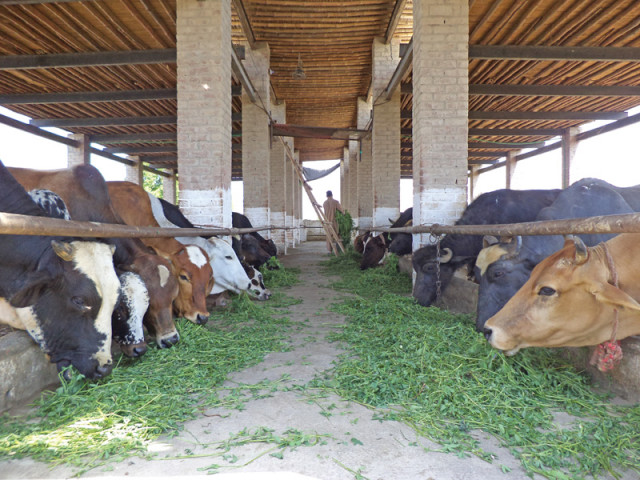 cattle s milk undergoes the ultra high temperature process that does not require cold storage and hence works in pakistan that is already suffering from an energy crisis photo file cattle s milk undergoes the ultra high temperature process that does not require cold storage and hence works in pakistan that is already suffering from an energy crisis photo file