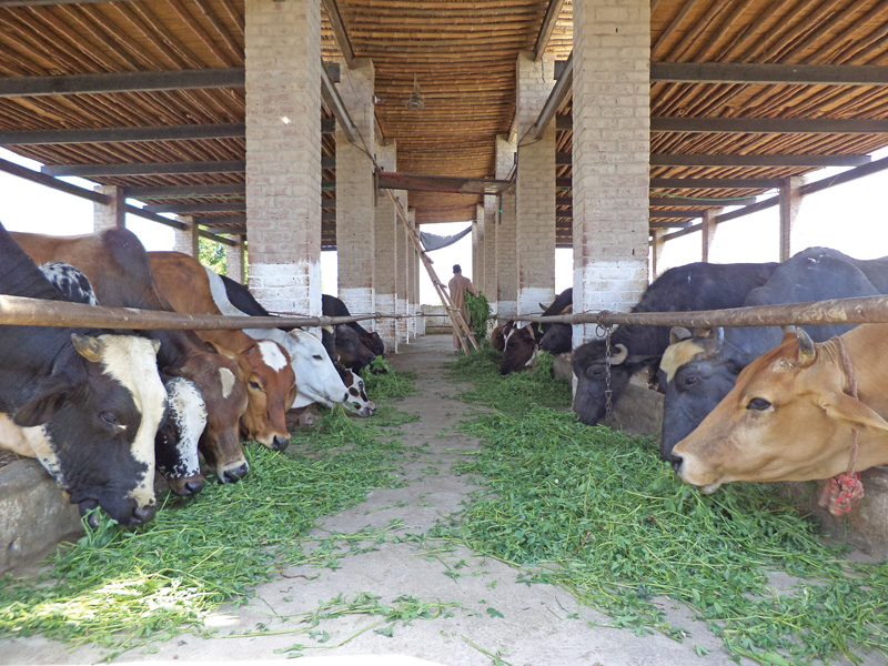 cattle s milk undergoes the ultra high temperature process that does not require cold storage and hence works in pakistan that is already suffering from an energy crisis photo file