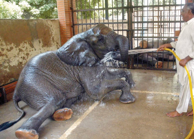 an elephant enjoys herself as zoo staff hose her down with water at the karachi zoological gardens the rise in temperature has affected the zoo animals as there are no ponds for them to cool off in photo file an elephant enjoys herself as zoo staff hose her down with water at the karachi zoological gardens the rise in temperature has affected the zoo animals as there are no ponds for them to cool off in photo file
