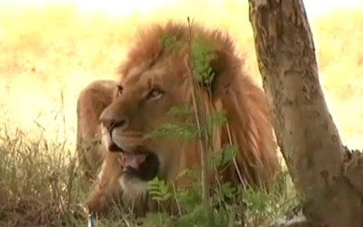 lahore zoo s oldest lion passes away at the age of 16