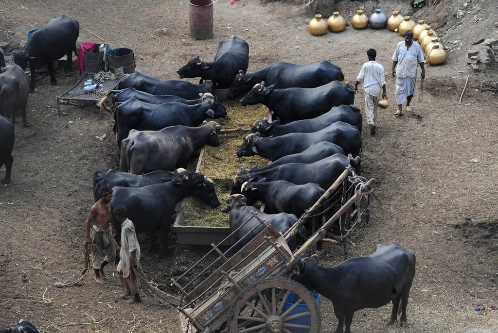 when all cattle in the district are tagged the police would be able to locate the stolen or snatched animals and also trace the cattle thieves without losing time photo afp file