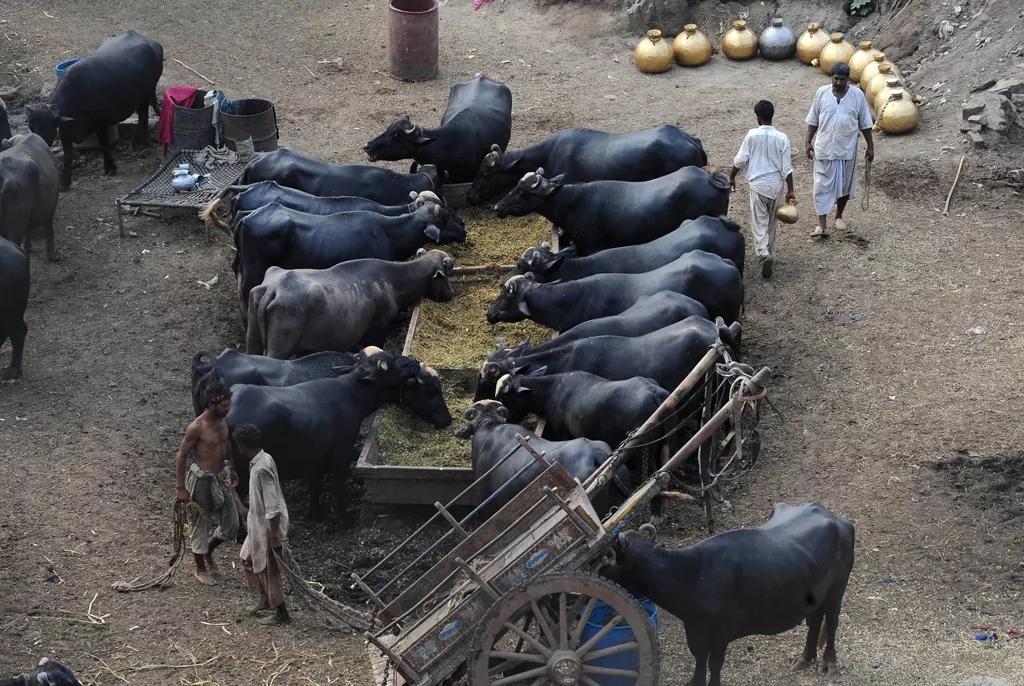 when all cattle in the district are tagged the police would be able to locate the stolen or snatched animals and also trace the cattle thieves without losing time photo afp file when all cattle in the district are tagged the police would be able to locate the stolen or snatched animals and also trace the cattle thieves without losing time photo afp file