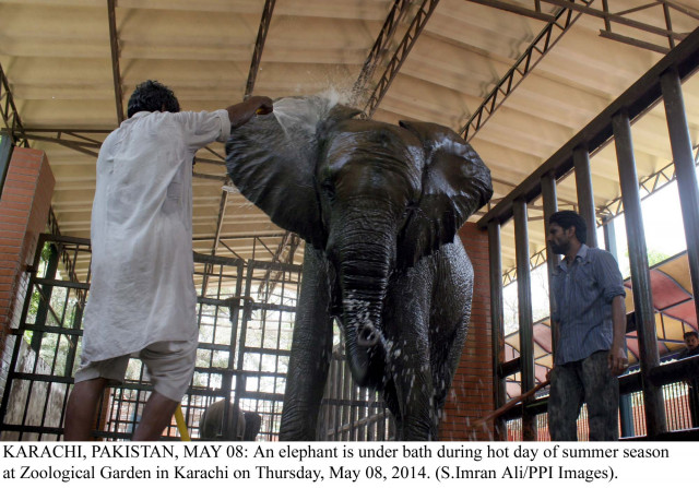 an elephant is bathed at the karachi zoo on thursday photo ppi an elephant is bathed at the karachi zoo on thursday photo ppi