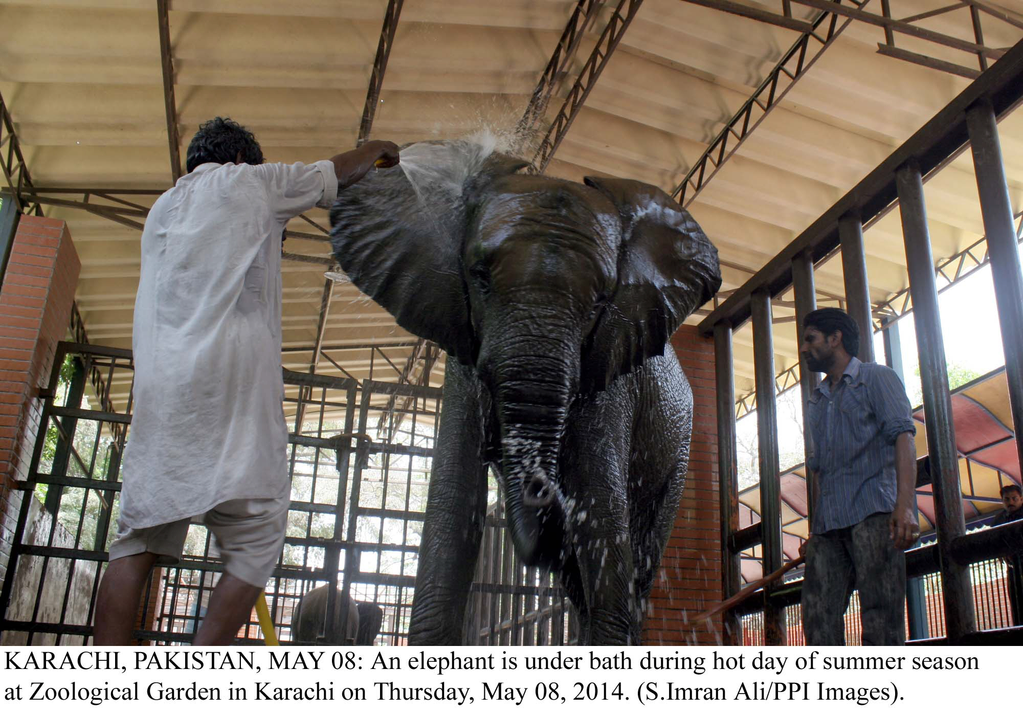 an elephant is bathed at the karachi zoo on thursday photo ppi