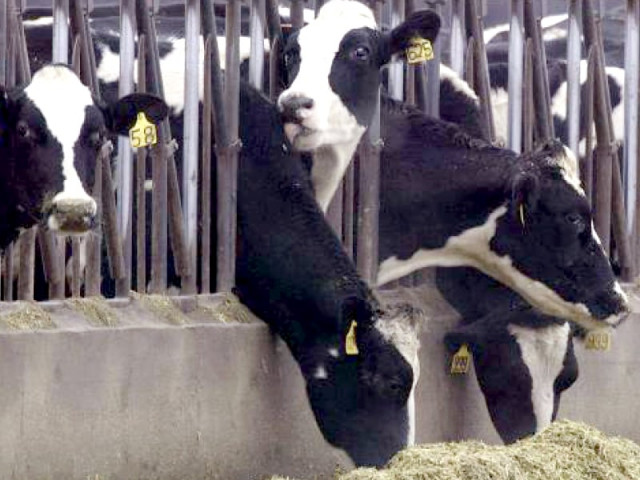 the ministry of national food security has already moved a summary to the ecc seeking permission to lift the ban on import of live animals from the us photo file the ministry of national food security has already moved a summary to the ecc seeking permission to lift the ban on import of live animals from the us photo file