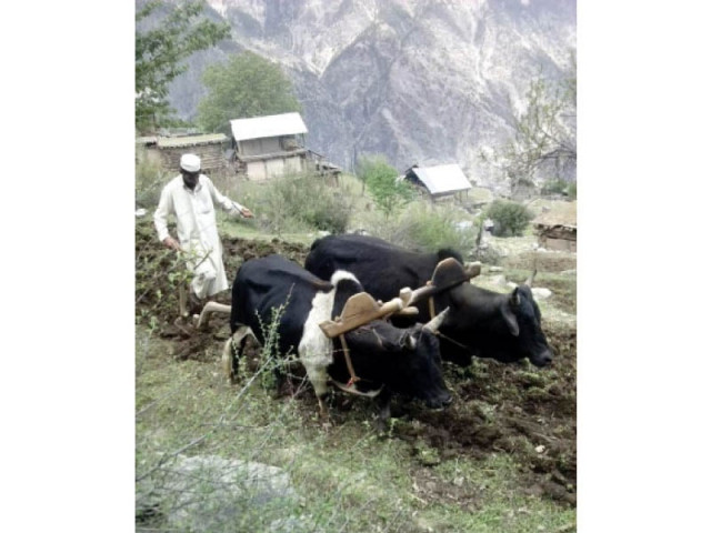 a pair of oxen plows the land to prepare it for cultivation photo express