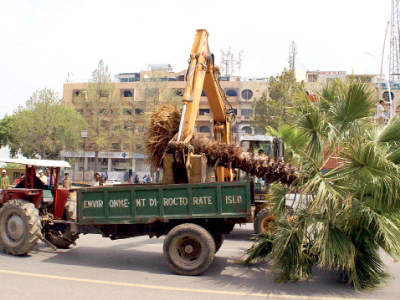 a palm tree which was uprooted to make way for metro bus project is being transported photo inp