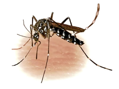 public health low dengue fever fears this season public health low dengue fever fears this season