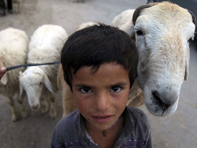 a boy poses with his sheep at an animal market in islamabad photo reuters