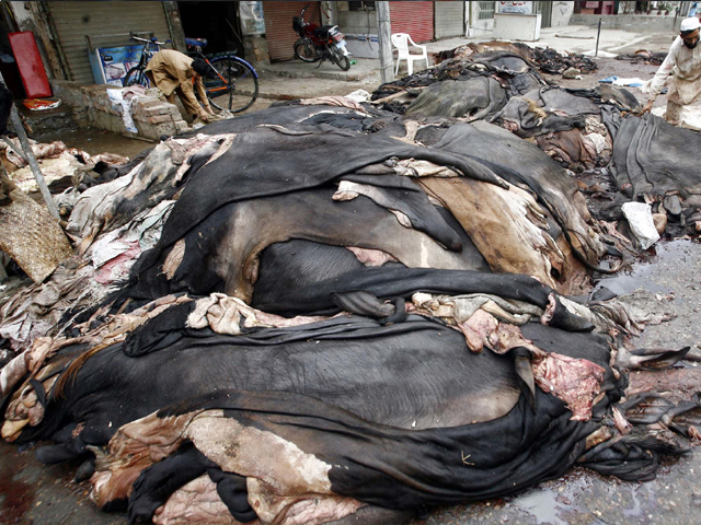 a photo showing cow animal hides following eidul azha photo ppi