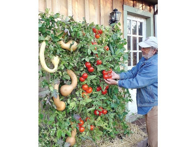 vertical vegetation hanging gardens vertical vegetation hanging gardens