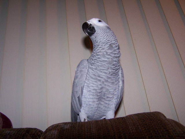 a file photo of a gray parrot photo file