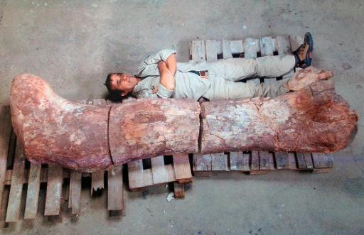 photo shows a fossilized femur larger than the paleontologist pictured next to it photo afp