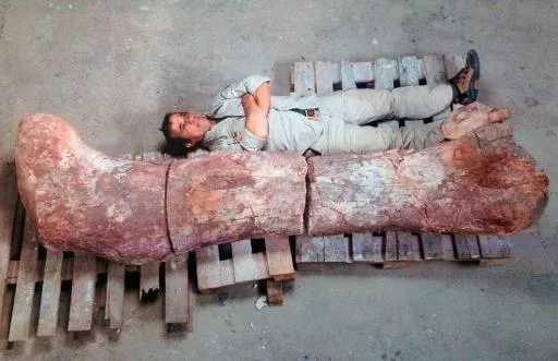 photo shows a fossilized femur larger than the paleontologist pictured next to it photo afp photo shows a fossilized femur larger than the paleontologist pictured next to it photo afp