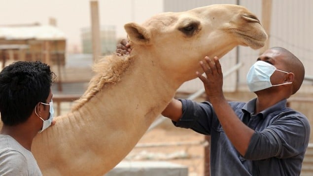 camels have been cited as a likely source of mers virus photo afp