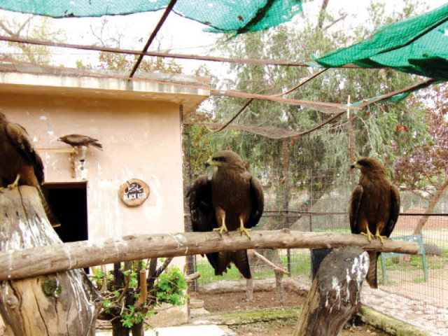 black kites perching on a log inside the zoo enclosure photo express file black kites perching on a log inside the zoo enclosure photo express file