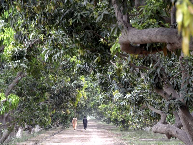 farmers walk in a mango farm some 40 kilometres north east of multan photo afp