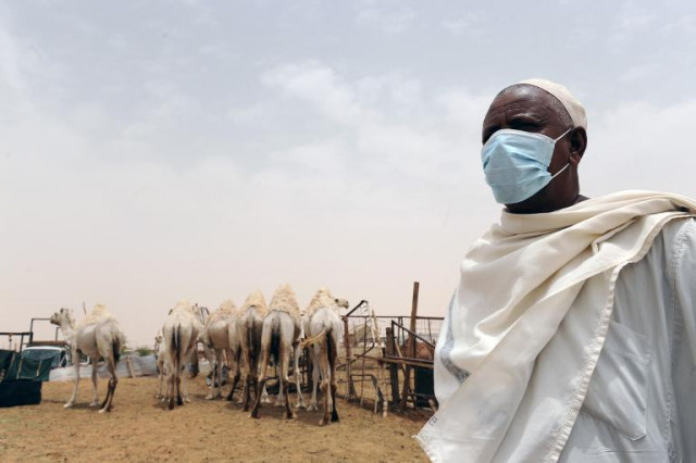 a saudi wears a mouth and nose mask as he works near camels at his farm on may 12 2014 outside riyadh photo afp