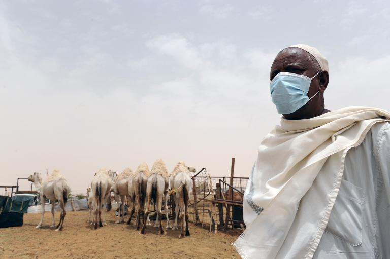 a saudi wears a mouth and nose mask as he works near camels at his farm on may 12 2014 outside riyadh photo afp