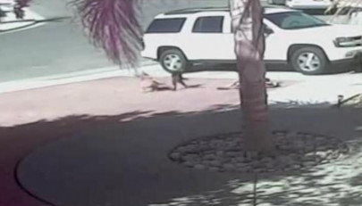 california cat that chased off attacking dog gets baseball invite