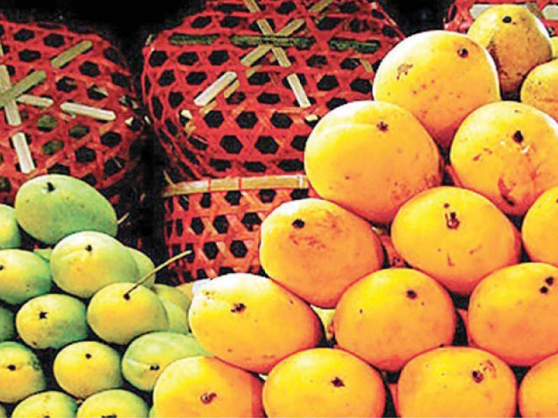 pakistani exporters say that the country can significantly increase mango exports to china mauritius and south korea photo file