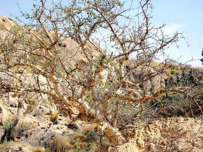guggul tree the endangered saviour