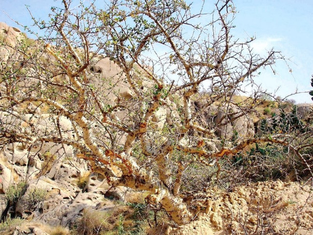 a shrub that saves lives finds its own life in danger photo younus bhandhani a shrub that saves lives finds its own life in danger photo younus bhandhani