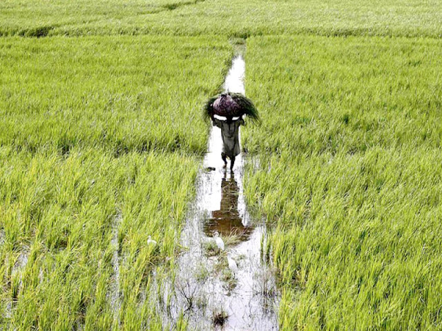 five major commercial banks disbursed agricultural loans of rs149 6 billion or 80 of their collective annual target photo file five major commercial banks disbursed agricultural loans of rs149 6 billion or 80 of their collective annual target photo file