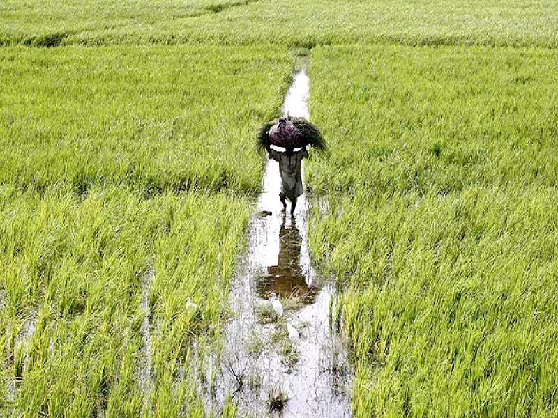 five major commercial banks disbursed agricultural loans of rs149 6 billion or 80 of their collective annual target photo file five major commercial banks disbursed agricultural loans of rs149 6 billion or 80 of their collective annual target photo file