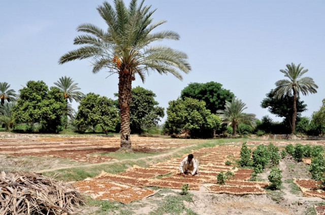 a research scholar nizamuddin tunio presented his research on date palms that may help growers in the future photo file a research scholar nizamuddin tunio presented his research on date palms that may help growers in the future photo file