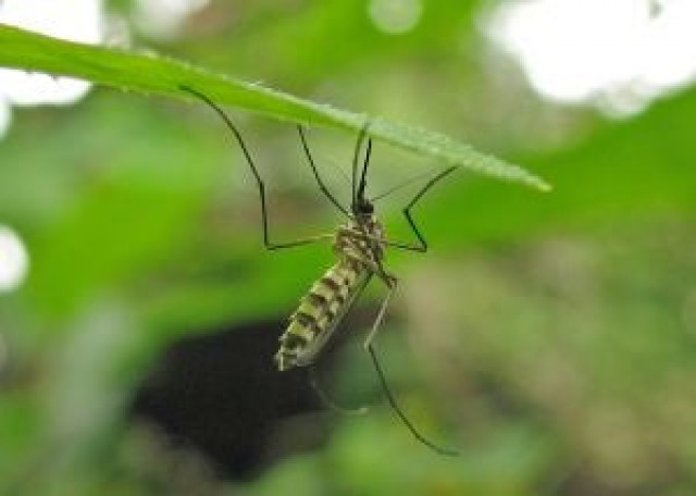 cm orders action to contain malaria outbreak cm orders action to contain malaria outbreak