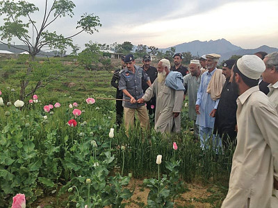 poppy better than poverty farmers have no choice but to violate ban