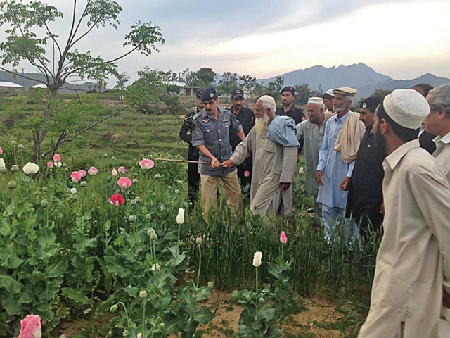 a rare show of cooperation between tribal elders and police as officials destroy poppy crops in torgarh photo express a rare show of cooperation between tribal elders and police as officials destroy poppy crops in torgarh photo express