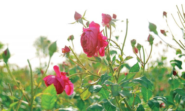 the floral business blossoms despite certain unfavourable conditions photos arif soomro the floral business blossoms despite certain unfavourable conditions photos arif soomro