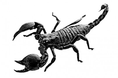 a poisoned chalice black scorpions worth more than gold being caught and sold illegally