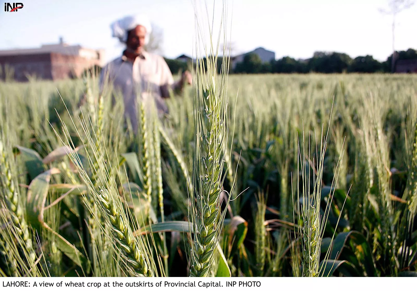 lucrative rs1 250 per 40 kg is the price being offered by sindh and balochistan to wheat farmers compared to federal govt s support price of rs1 200 photo inp file lucrative rs1 250 per 40 kg is the price being offered by sindh and balochistan to wheat farmers compared to federal govt s support price of rs1 200 photo inp file