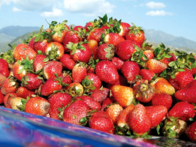 eleven kinds of strawberry plants were initially brought from abroad and after testing them locally the chandler crona and tifs were found best suited for sale photo sherinzada express eleven kinds of strawberry plants were initially brought from abroad and after testing them locally the chandler crona and tifs were found best suited for sale photo sherinzada express