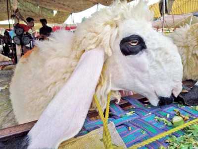 sargodha s rare sheep attract eid customers sargodha s rare sheep attract eid customers