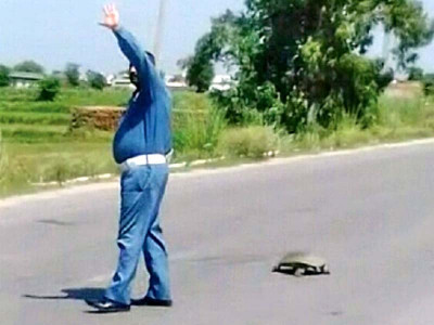 warden holds up traffic for tortoise warden holds up traffic for tortoise