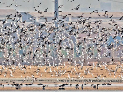 year of boon for sindh s wildlife year of boon for sindh s wildlife
