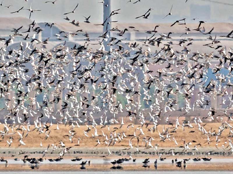 as many as 16 901 birds were freed and released into their natural habitats by the provincial wildlife department in 2020 photo courtesy jaffar hussain mandhro twitter