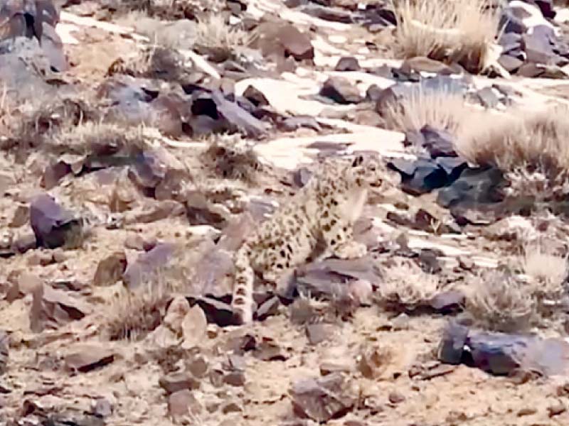 WWF-P releases rare video of snow leopard hunting ibex