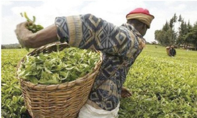 tea smugglers that don t pay any tax deprive the national kitty of more than rs8 7 billion a year in potential revenue according to the pakistan tea association photo file reuters tea smugglers that don t pay any tax deprive the national kitty of more than rs8 7 billion a year in potential revenue according to the pakistan tea association photo file reuters