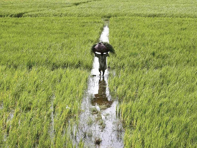 financial matters banks non interest in pakistan agriculture financial matters banks non interest in pakistan agriculture