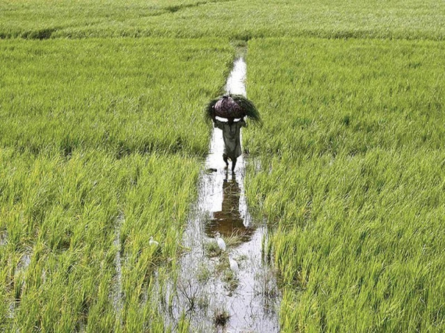 agriculture sector modaraba will target those farmers and smes that are in need of financing photo file agriculture sector modaraba will target those farmers and smes that are in need of financing photo file